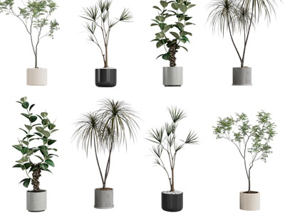 现代花盆盆栽植物