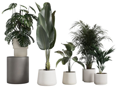 现代花盆盆栽植物