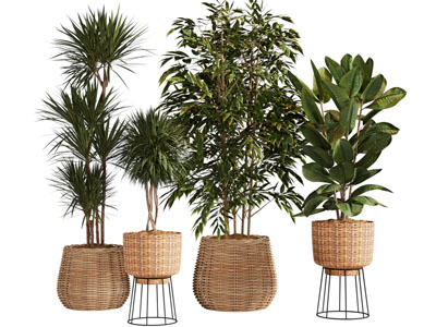 现代藤编花盆盆栽植物