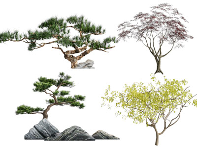 新中式松树 景观树木