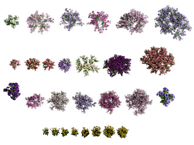 现代花卉 花草植物