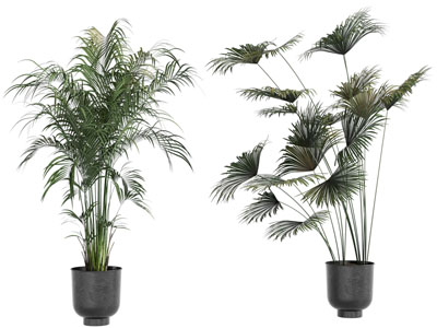 现代花盆盆栽植物