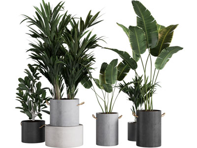 现代花盆盆栽植物