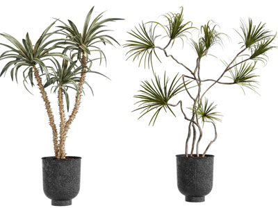 现代花盆盆栽植物