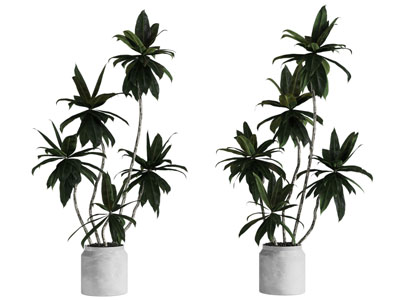 现代花盆盆栽植物