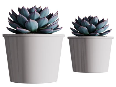 现代多肉盆栽植物