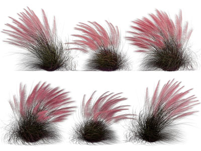 现代粉黛花草植物