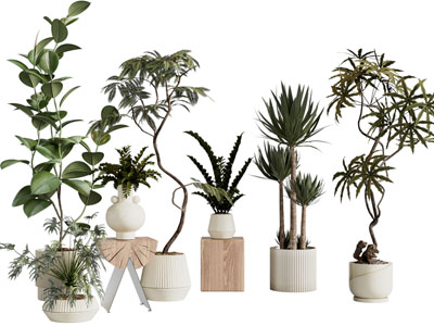 现代花盆盆栽植物