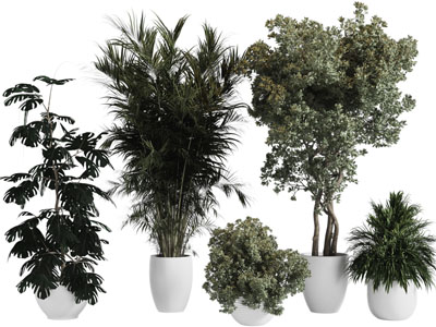 现代花盆盆栽植物