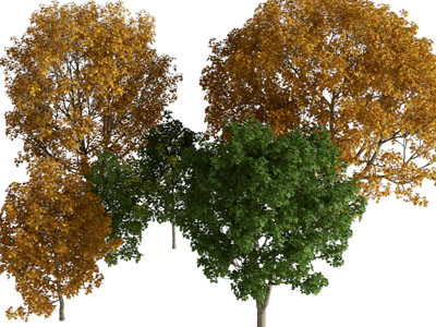 现代黄色树叶的景观树木