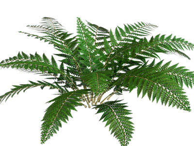 现代蕨类花草植物