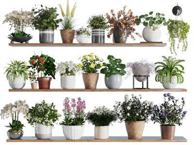 现代花盆花卉盆栽植物