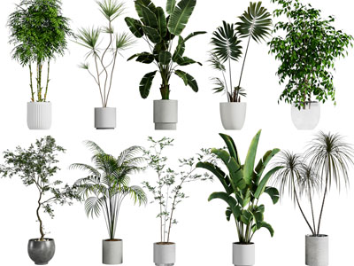 现代花盆盆栽植物