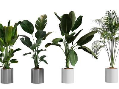 现代花盆盆栽植物