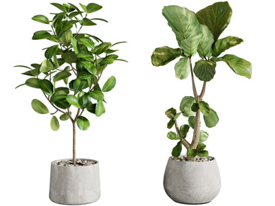 现代花盆盆栽植物