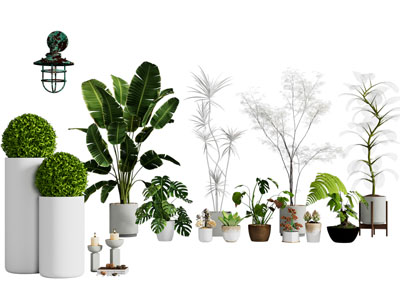 现代花盆盆栽植物