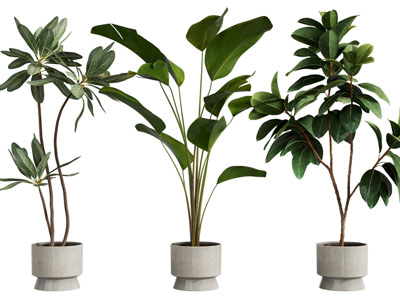 现代花盆盆栽植物