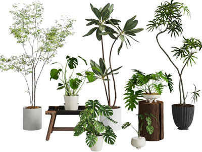 现代花盆盆栽植物