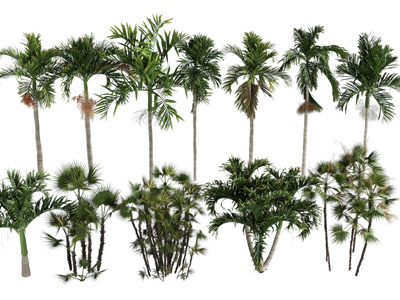 现代椰子树