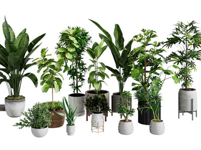 现代花盆盆栽植物