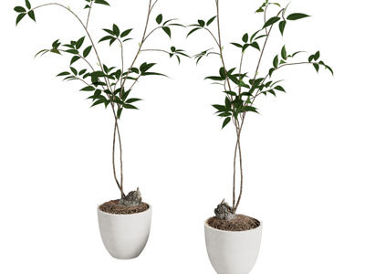 现代花盆盆栽植物