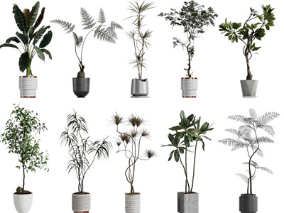 现代花盆盆栽植物