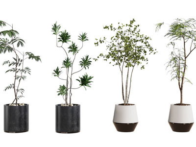 现代花盆盆栽植物