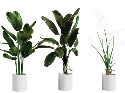 现代花盆盆栽植物