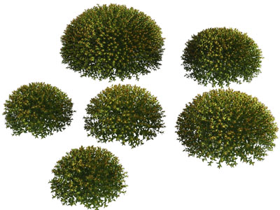 现代景观灌木植物丛