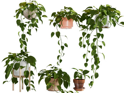 现代藤蔓植物 绿植吊篮3d模型 现代藤蔓植物 绿植吊篮