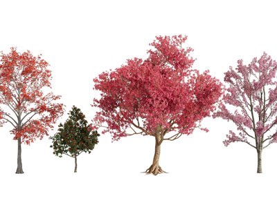 现代红色树叶的景观树木