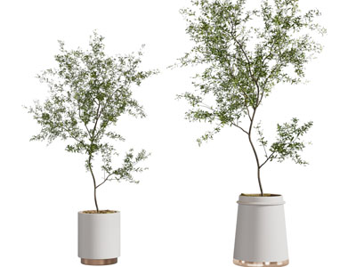 现代花盆盆栽植物