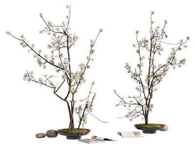 现代盆景盆栽植物 摆件