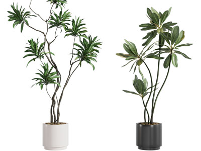 现代花盆盆栽植物