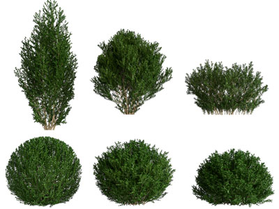 现代灌木丛植物