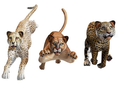 现代豹子 爬行动物