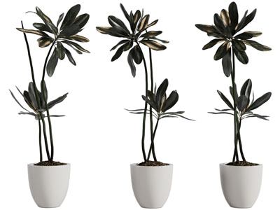 现代花盆盆栽植物