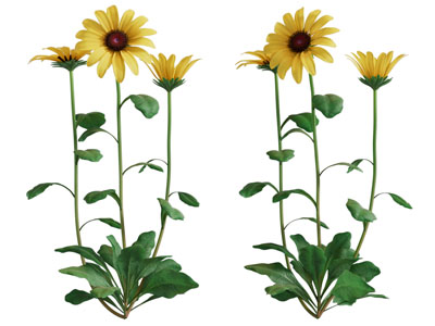 现代雏菊花草植物