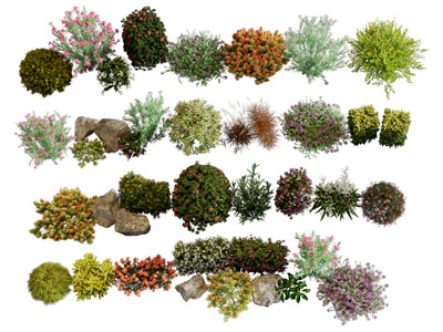 现代花草花卉 灌木丛植物