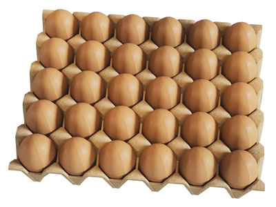 现代纸质蛋托的鸡蛋