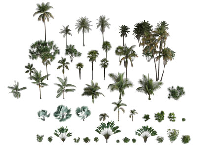 现代椰子树 铁树