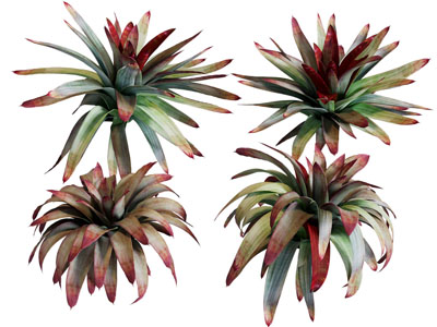 现代红顶花草植物