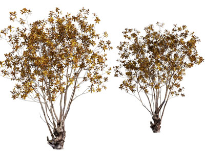 现代黄色树叶的景观树木