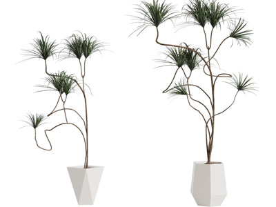 现代几何造型花盆盆栽植物