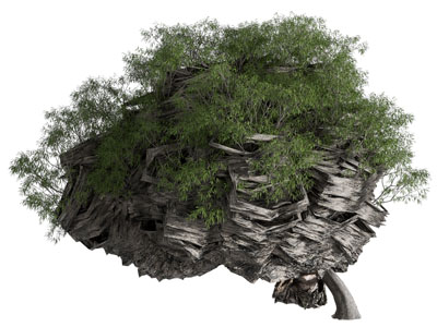 现代景观灌木丛植物