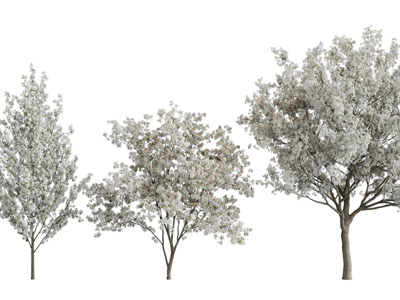 现代开满白色花朵的景观树木