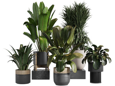 现代花盆盆栽植物