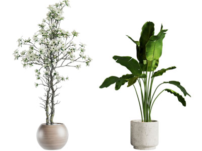 现代花盆盆栽植物