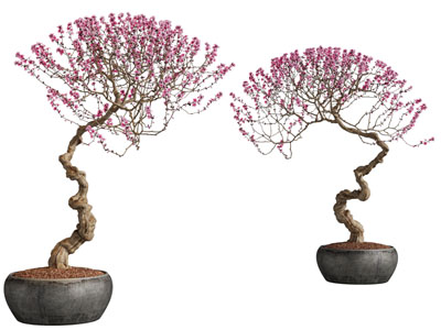 新中式盆景盆栽植物