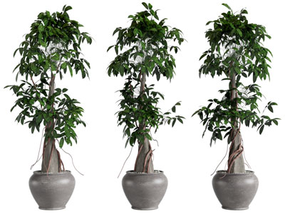 现代花盆盆栽植物